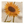 Peter Dunham natural sunflower vine pillow cover with large orange sunflower