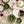 Assorted salad plates with olive green and white designs featuring botanical sprigs