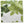 Peter Dunham Textiles Fig Leaf in Faded on Hemp Pillow
