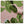 Peter Dunham leaf-pattern textile fabric swatch on pink ground, green fig leaves